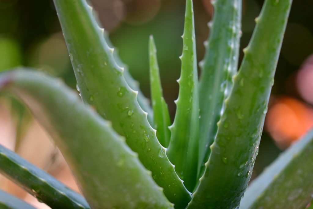 Aloe Vera Skin Benefits: 5 Killer Ways To Glowing Skin