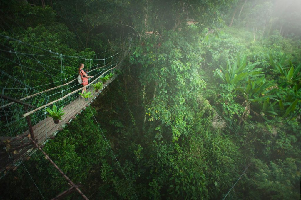 DIY Beauty Treatments Using Ingredients from the Rainforest