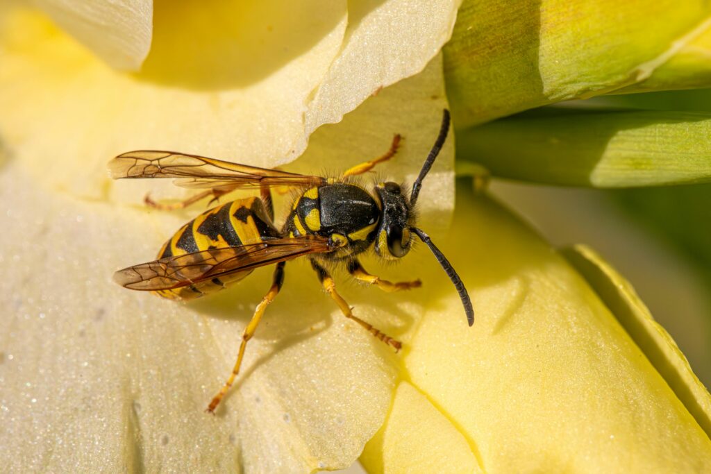 Power of Propolis: How Bee Products Can Transform Your Skin